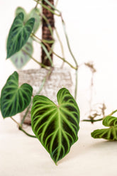 Philodendron verrucosum